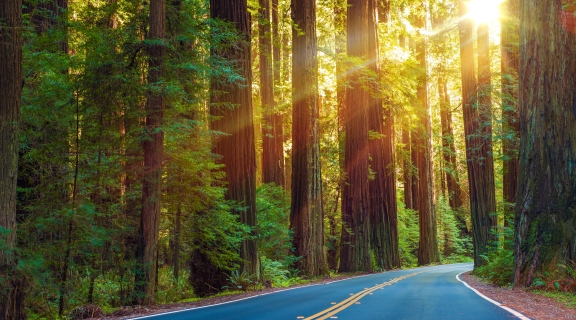 Redwoods